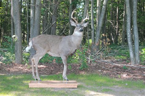 robo deer for sale.